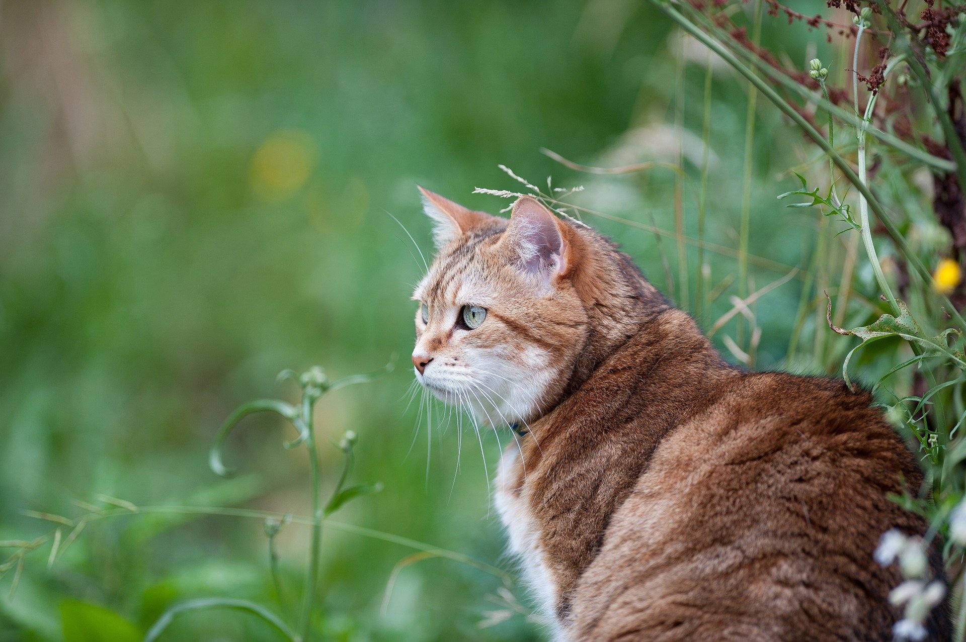 Pourquoi laisser son chat sortir à l’extérieur ? Niquel